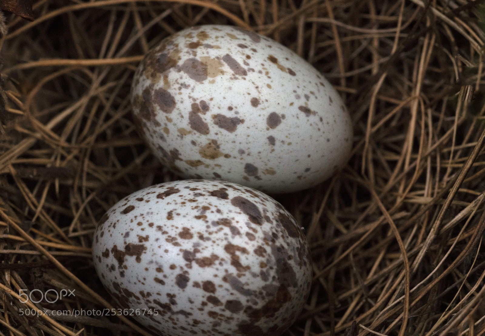 Sony a7R III sample photo. Jackdaw eggs in nest photography