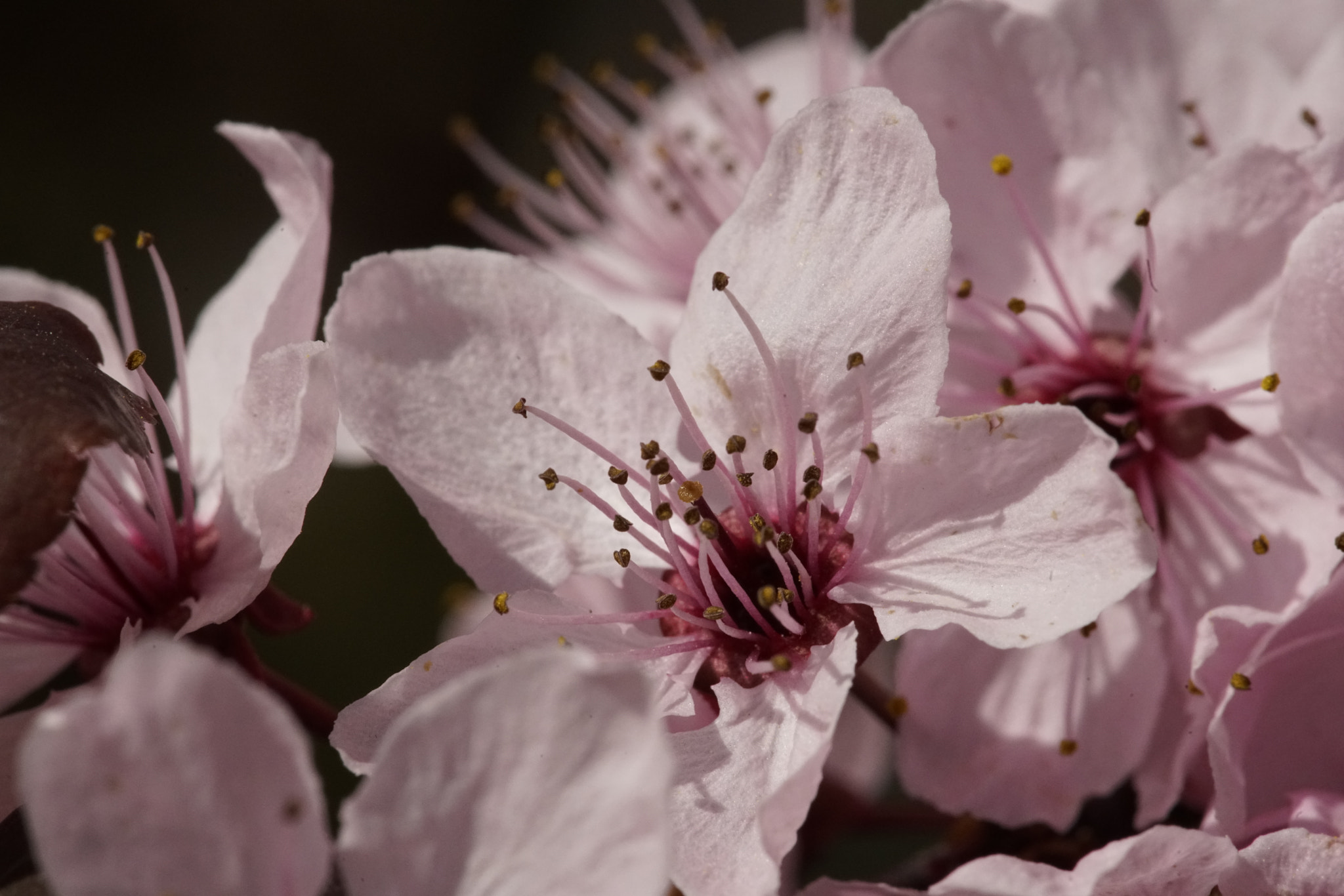 Minolta AF 100mm F2.8 Macro [New] sample photo. Blutzwetschge photography