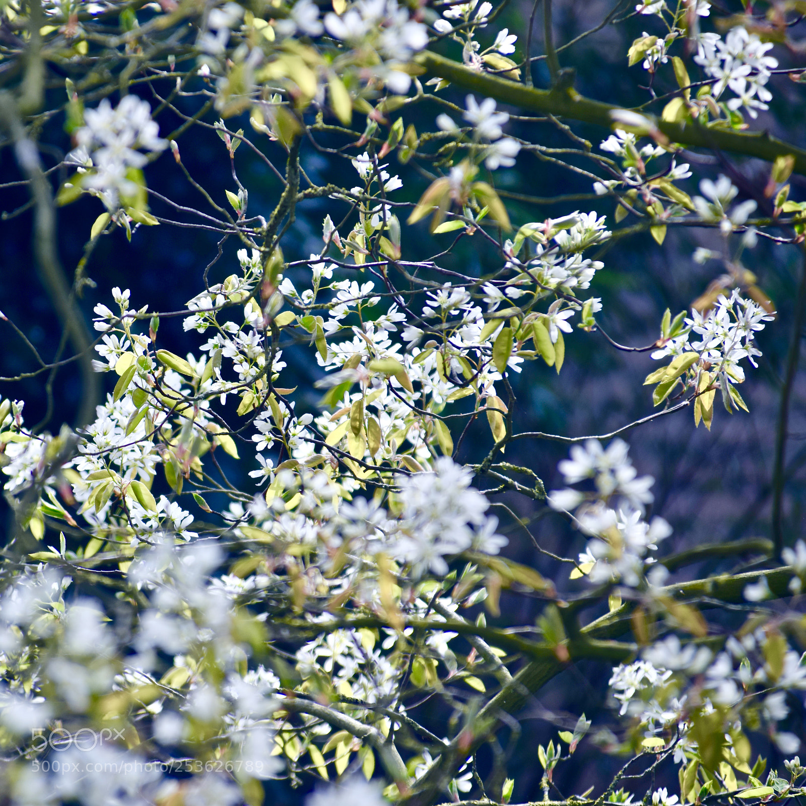 Nikon D5300 sample photo. Spring sight photography
