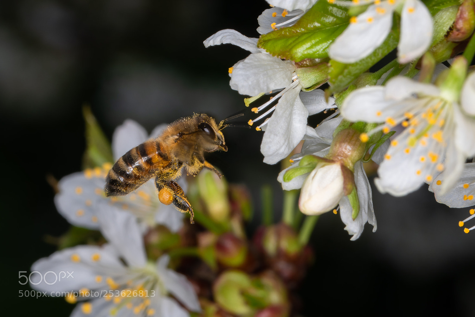 Nikon D850 sample photo. Honey bee's flying photography