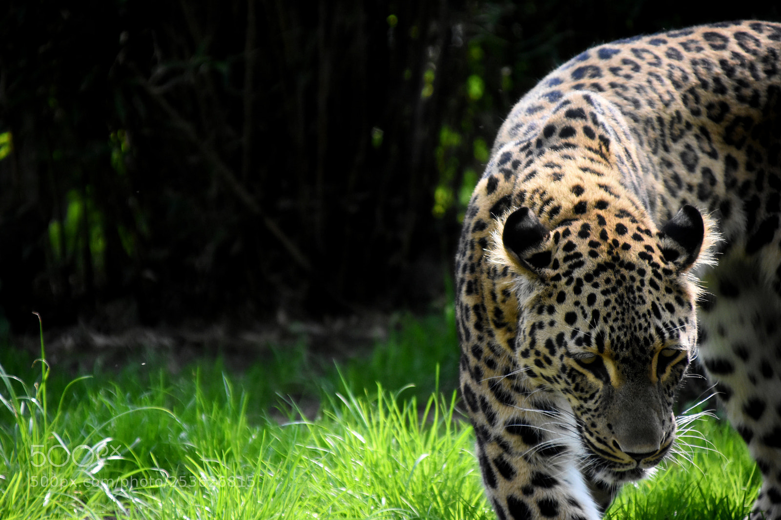 Nikon D3400 sample photo. Zoo colections #4 photography