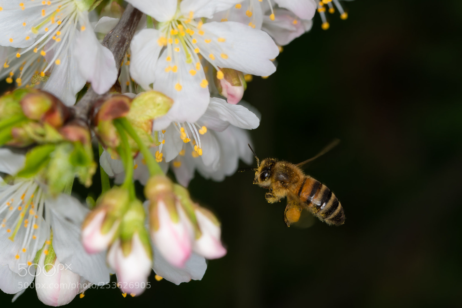 Nikon D850 sample photo. Honey bee's flying photography