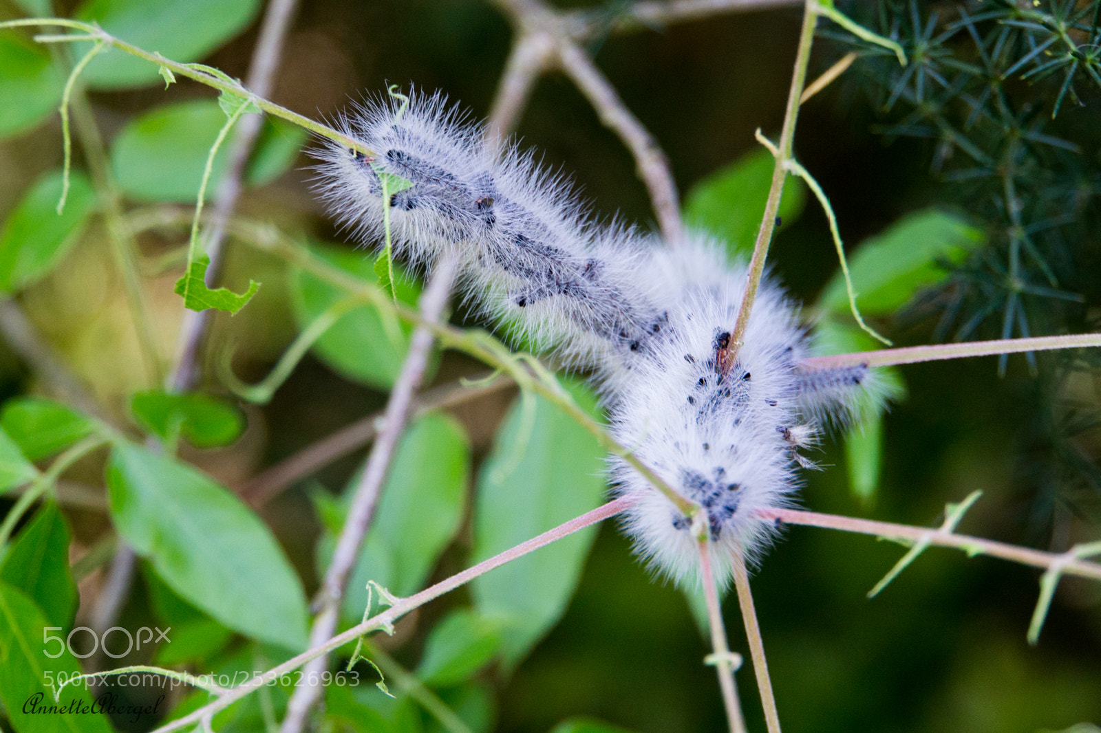 Sony a6000 sample photo. Fall webworm photography