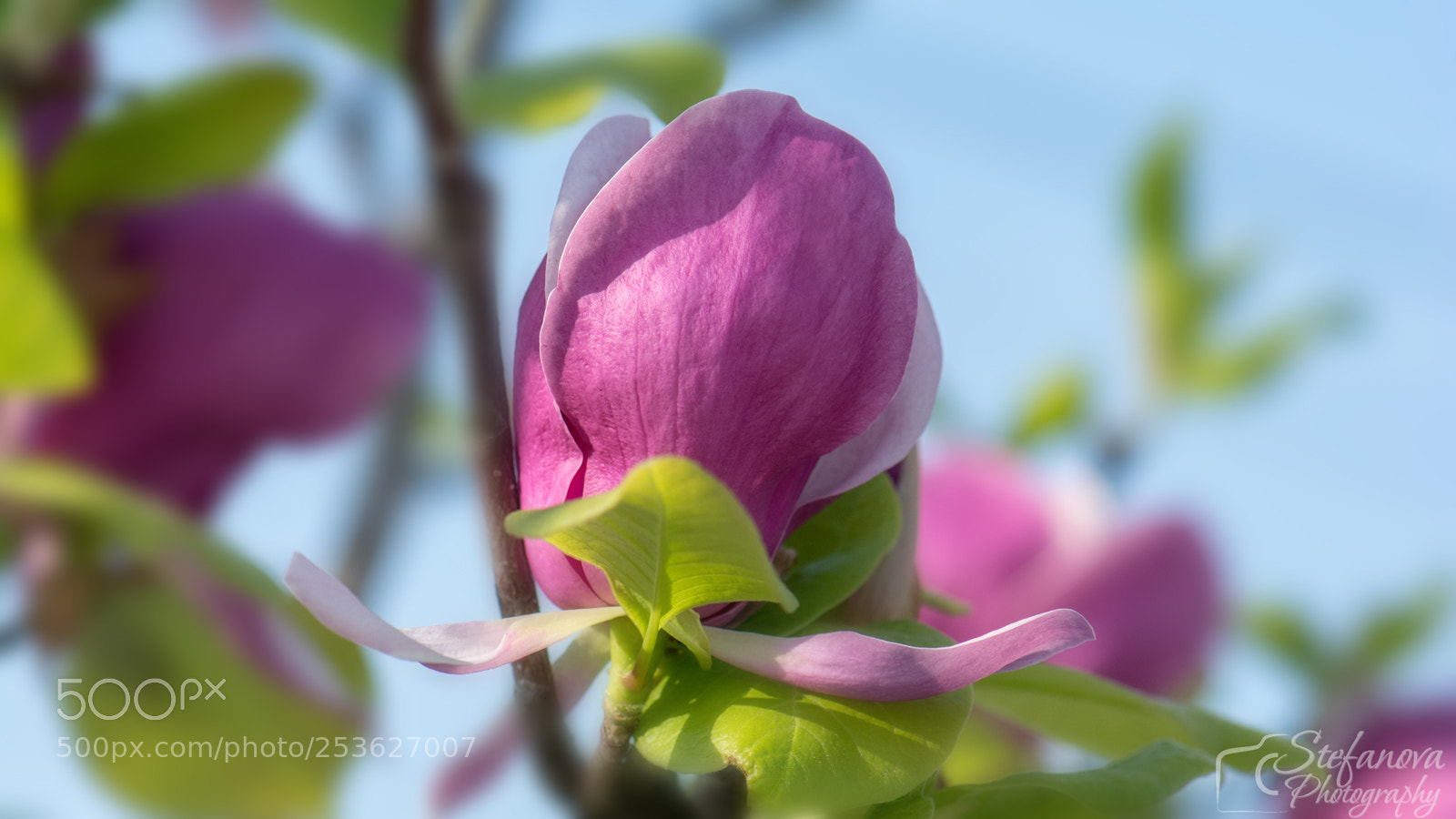 Nikon D7100 sample photo. ****** photography