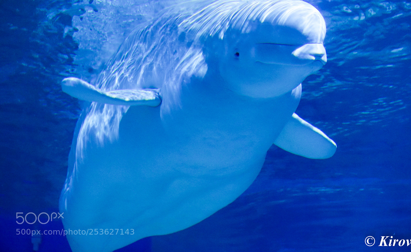 Sony a7 II sample photo. Beluga whale photography