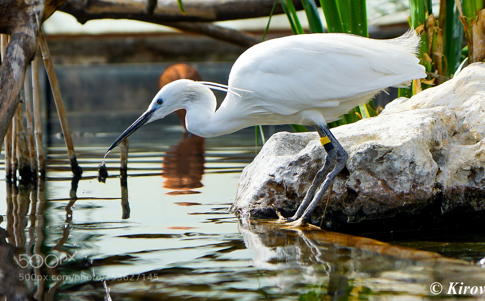 Sony a7 II sample photo. Little egret. garceta com photography