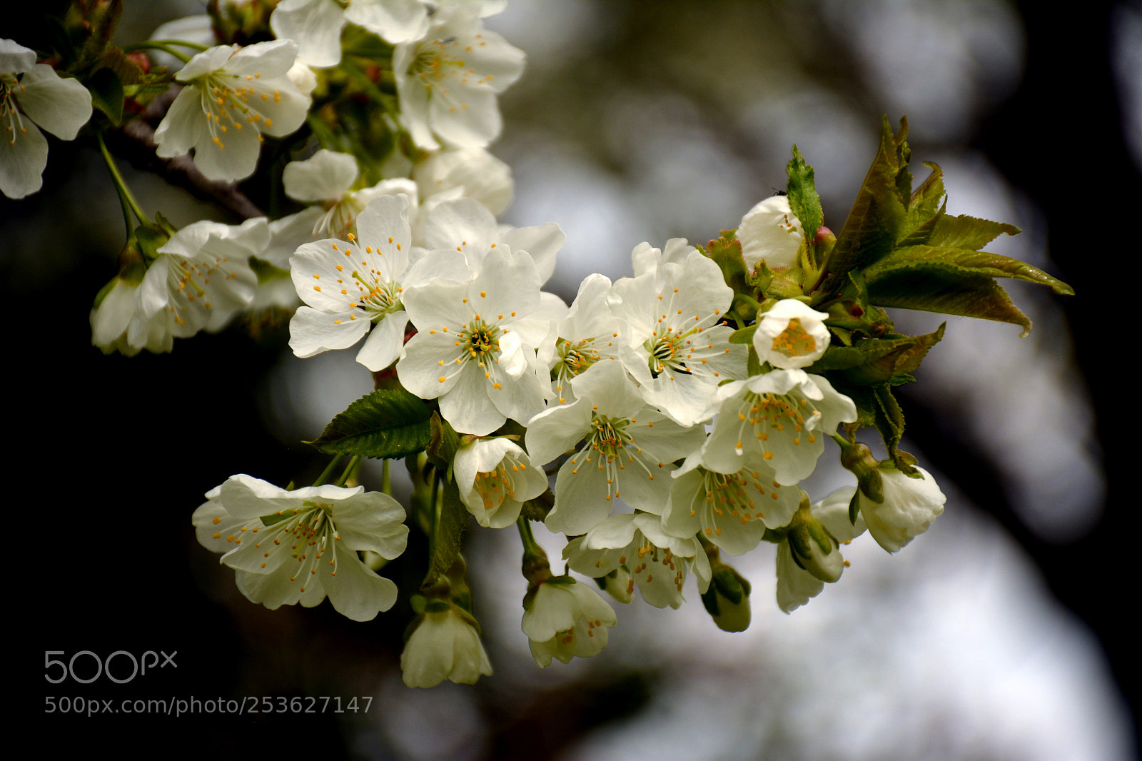 Nikon D5200 sample photo. Spring photography