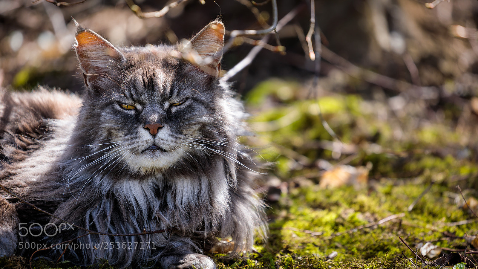 Canon EOS 5D Mark IV sample photo. The wary cat photography