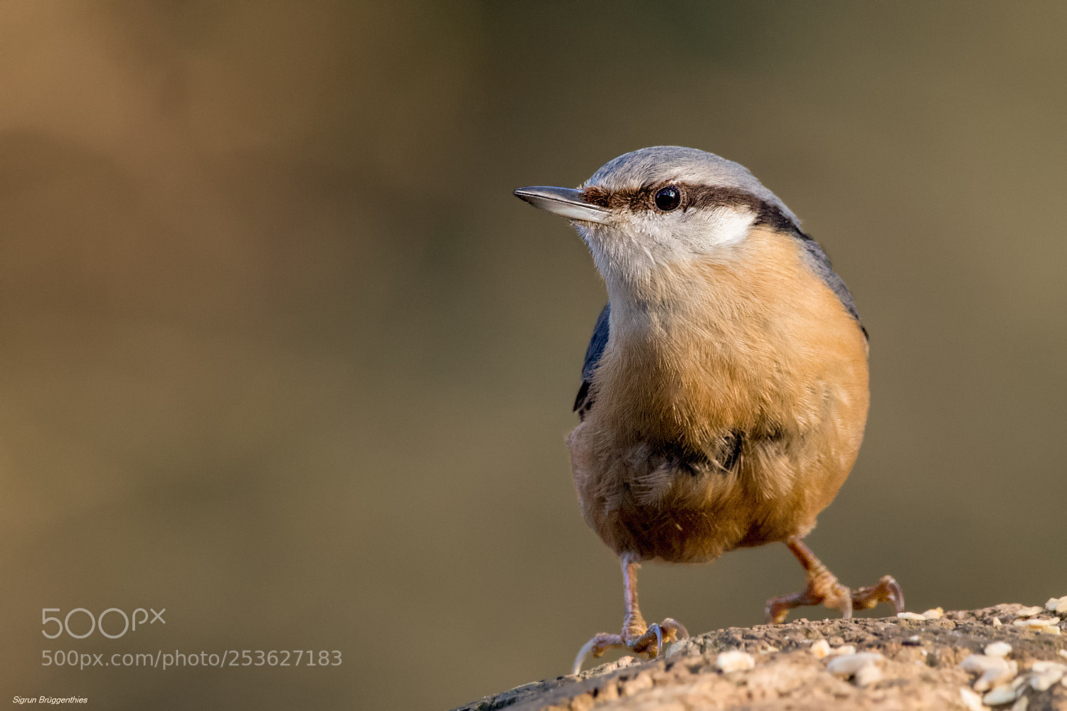 Canon EOS 7D Mark II sample photo. Kleiber/nuthatch photography