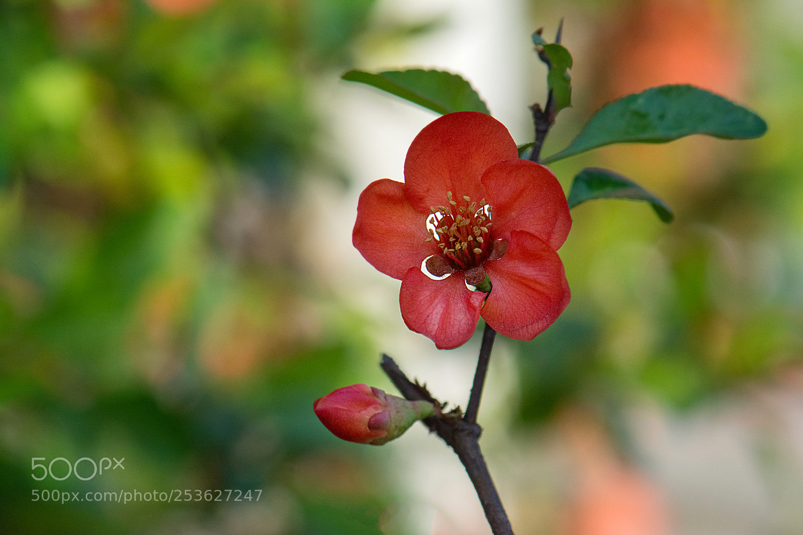 Nikon D7100 sample photo. ****** photography