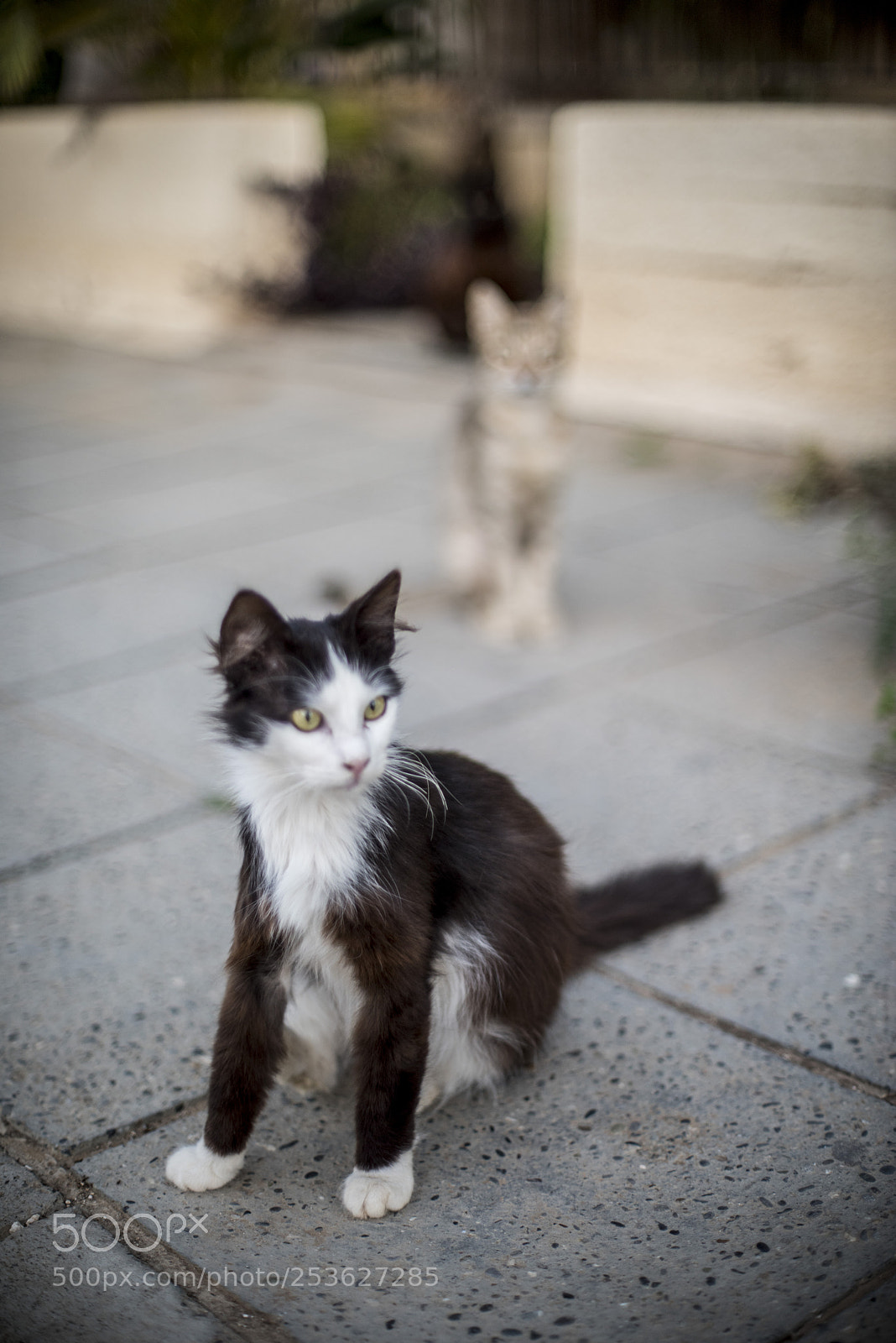 Nikon D810 sample photo. Scabby cat photography