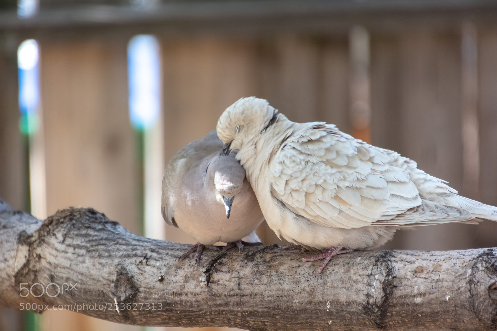 Nikon D7100 sample photo. Romance at the backyard photography