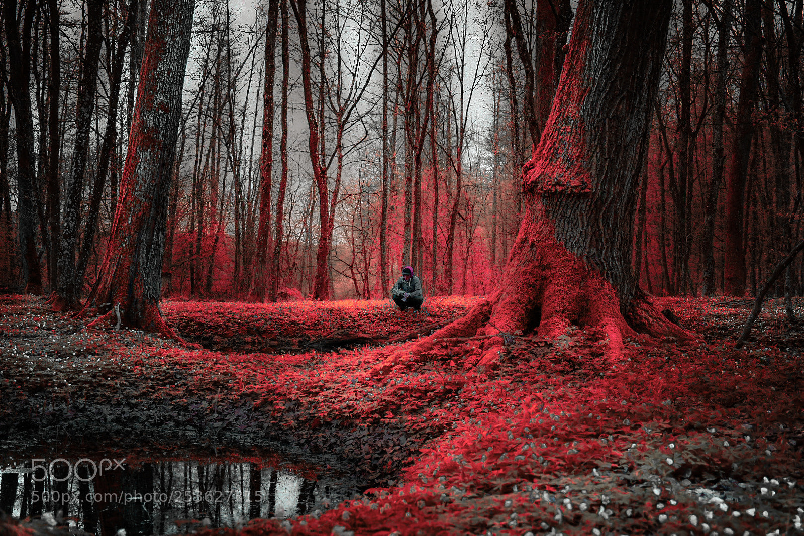Nikon D5600 sample photo. Imaginary red forest photography