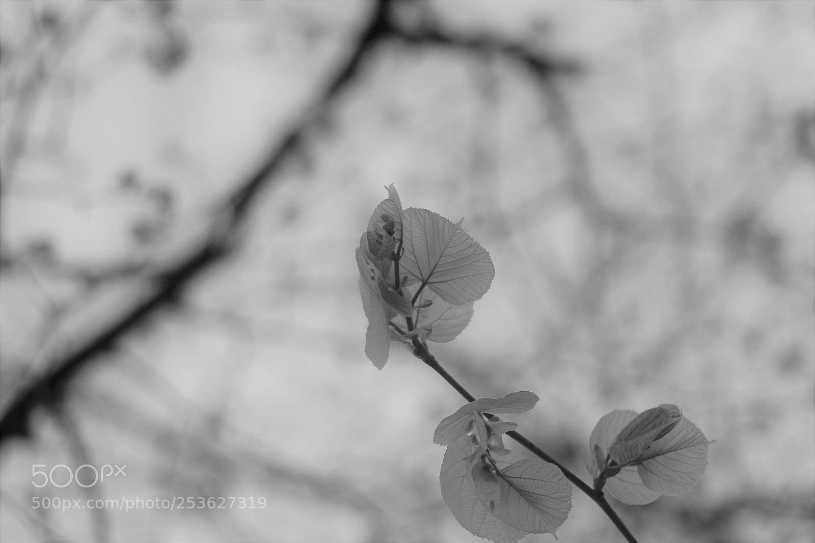 Canon EOS 70D sample photo. Spring photography