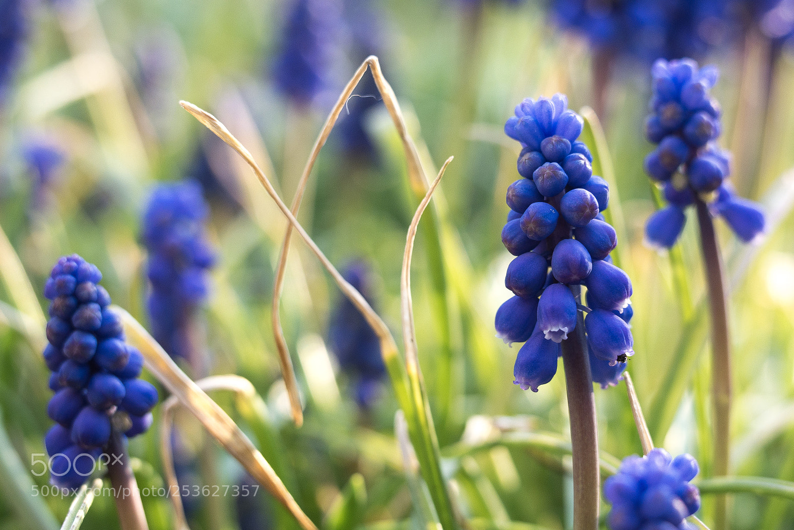 Panasonic DMC-G70 sample photo. Hyacinths photography