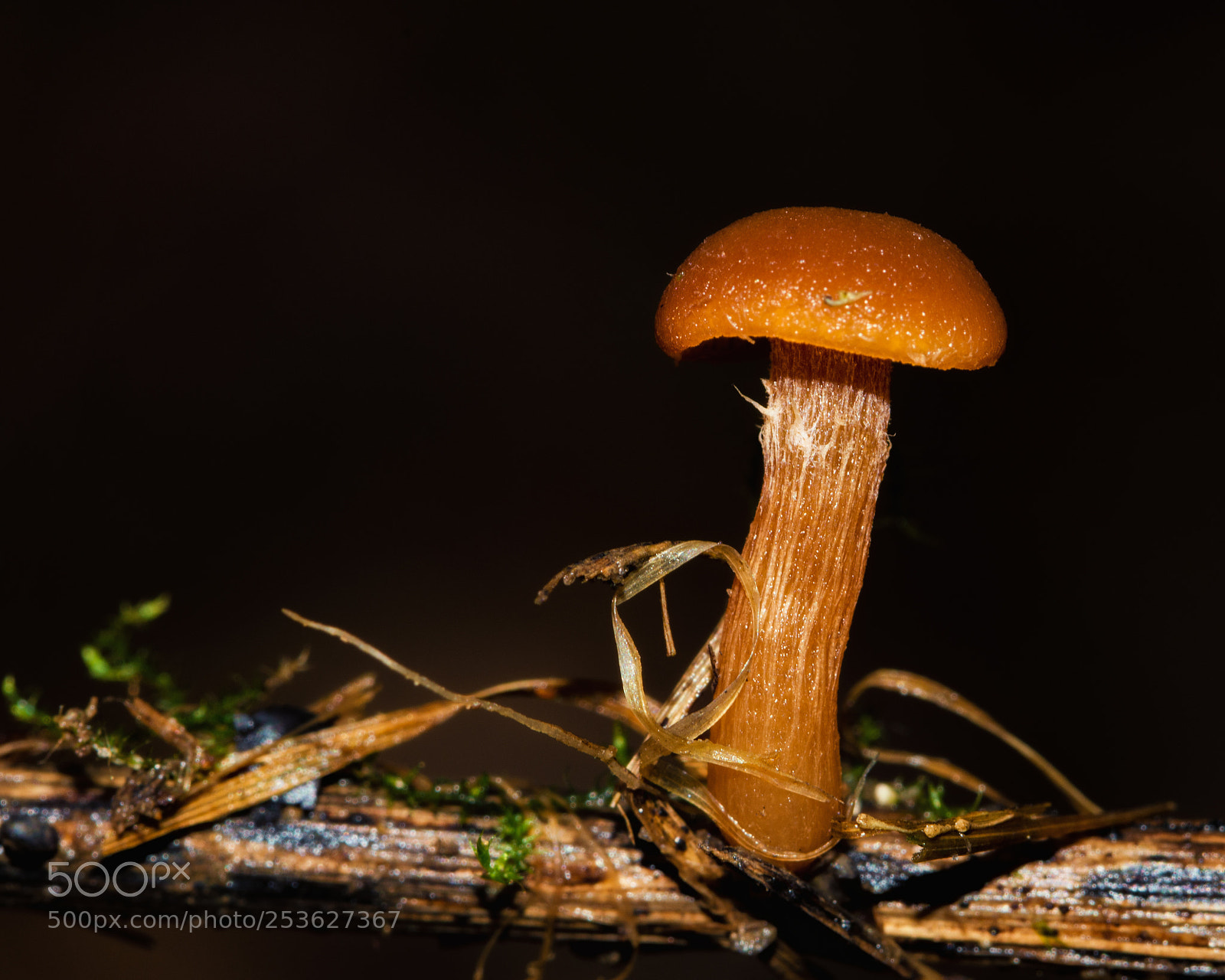 Nikon D7200 sample photo. Mushroom on a grass photography