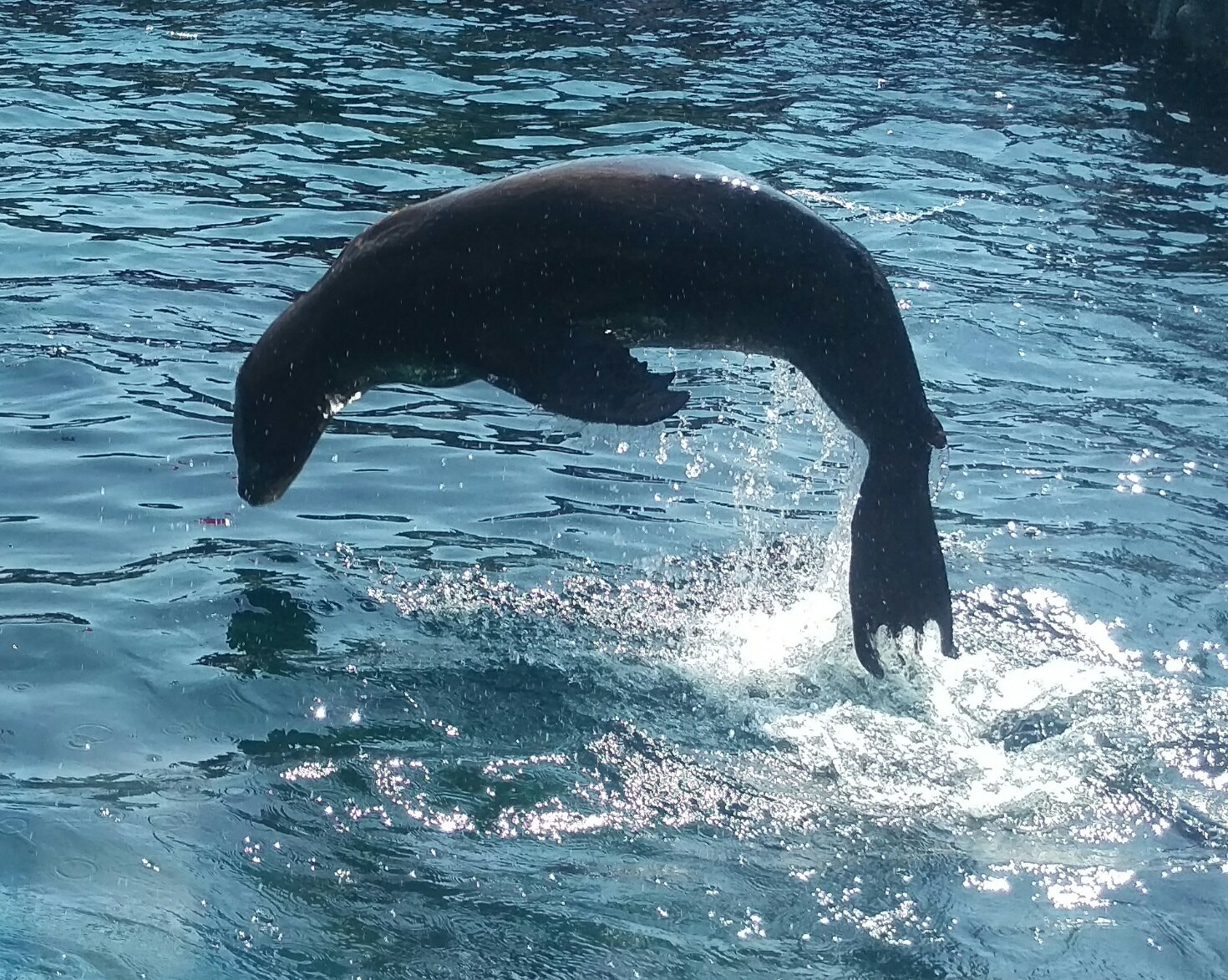 HTC ONE M9 sample photo. Seal freezer photography