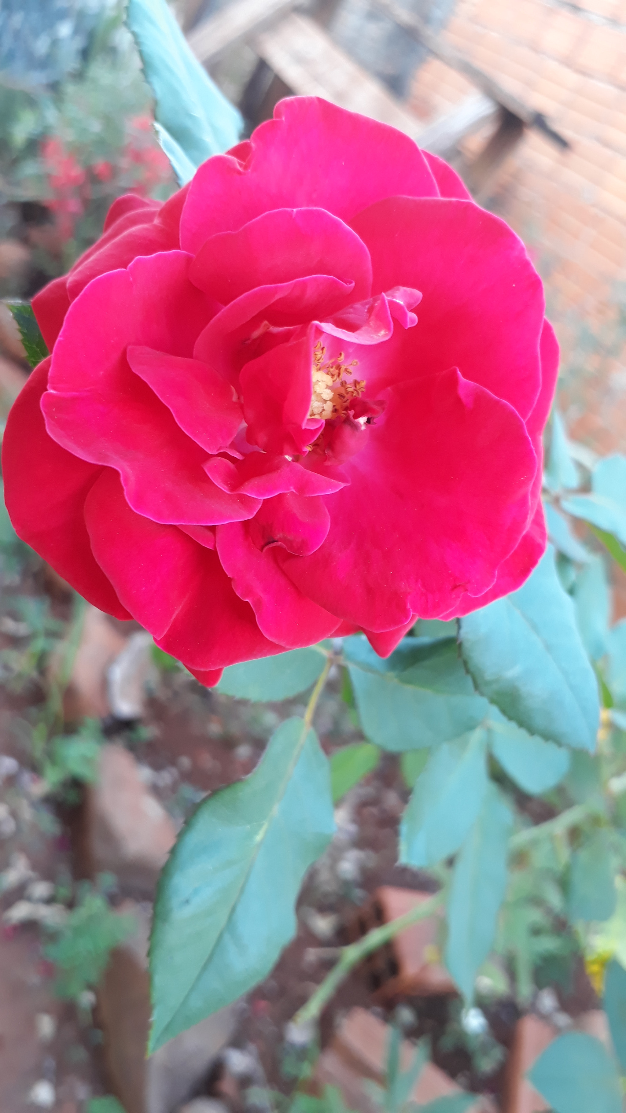 Samsung Galaxy J7 Prime sample photo