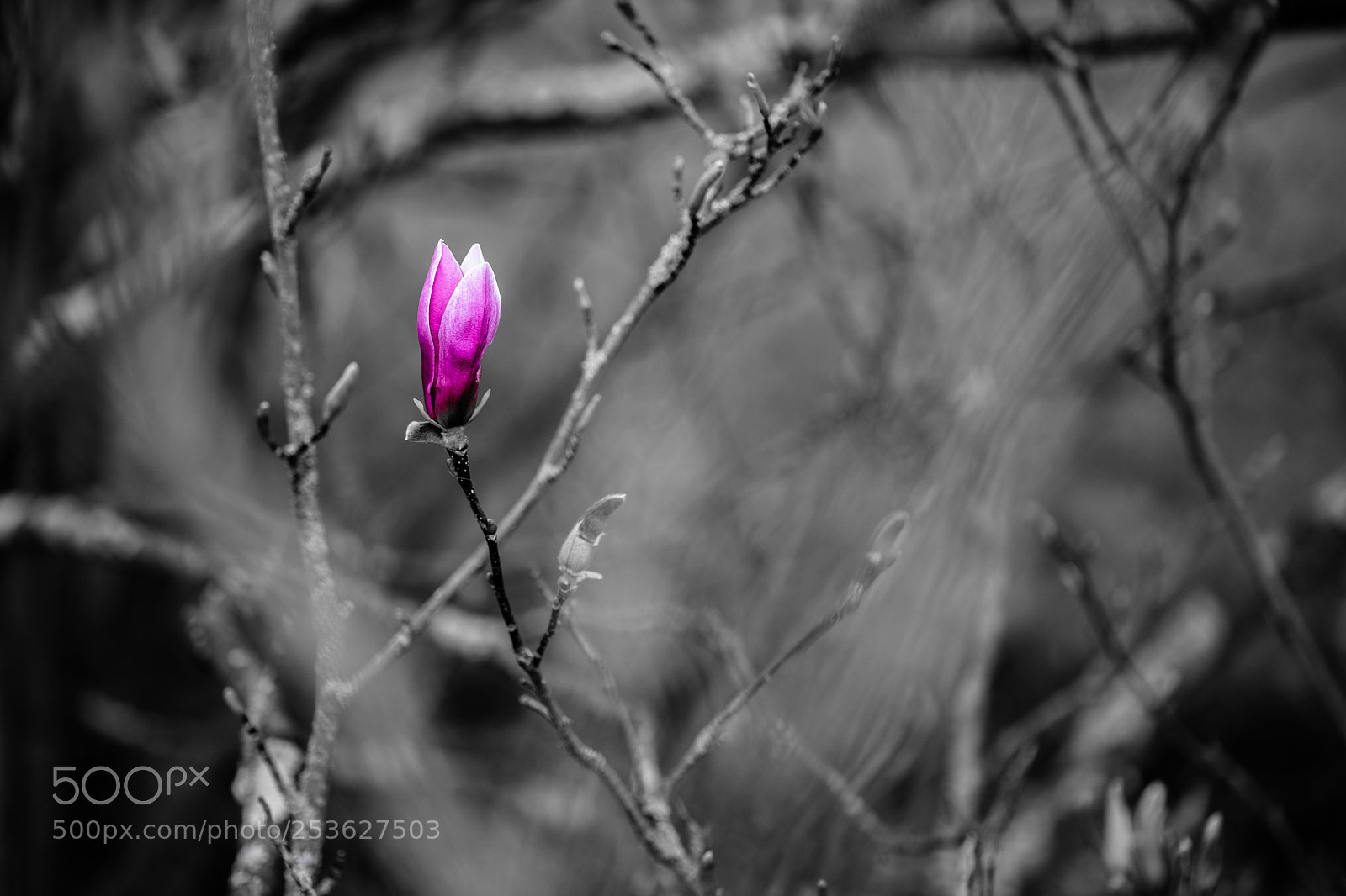 Nikon D850 sample photo. Blossom photography