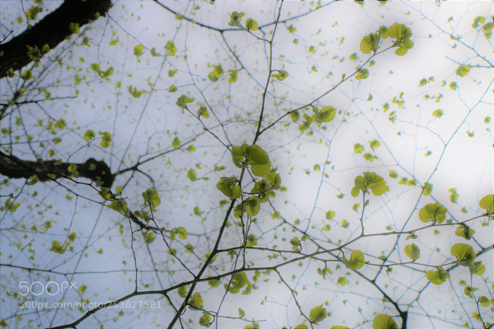 Canon EOS 70D sample photo. New leaves photography