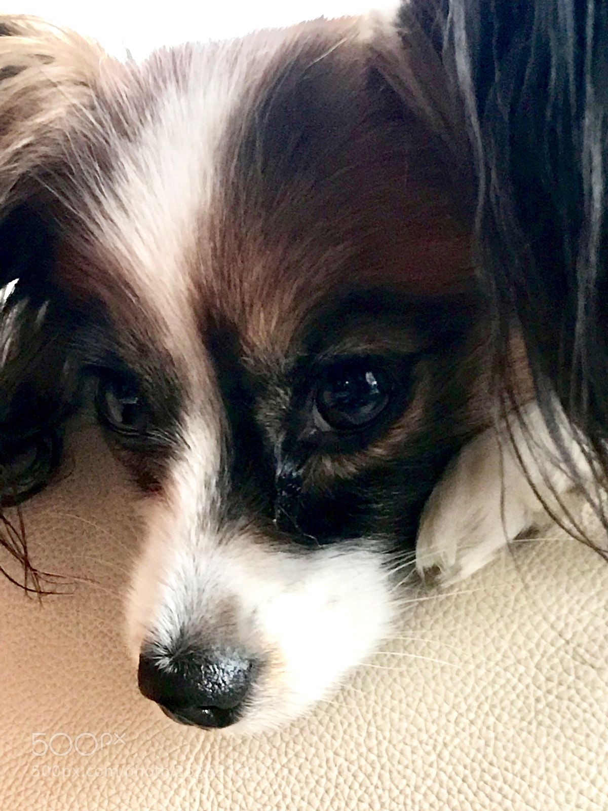 Apple iPhone 7 Plus sample photo. Leela photography