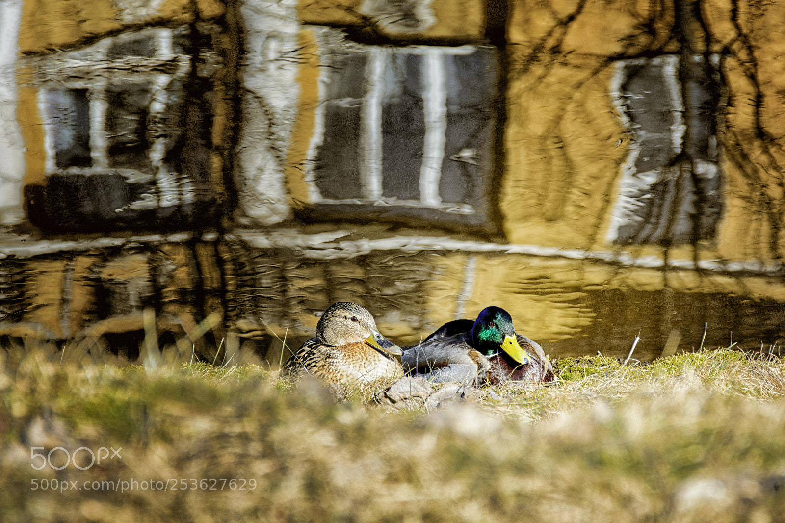 Nikon D5200 sample photo. На канале photography