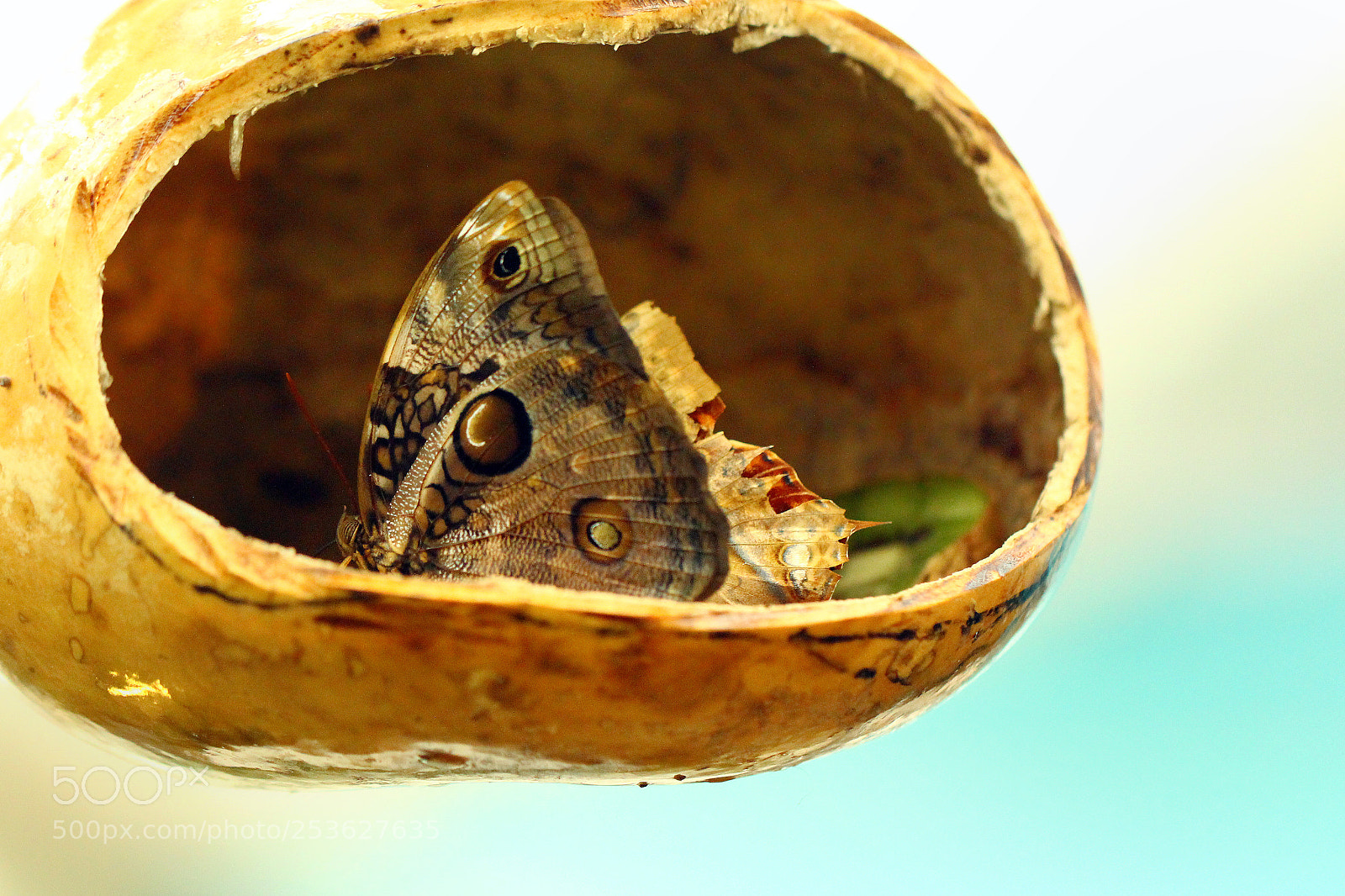 Canon EOS 60D sample photo. Butterfly photography