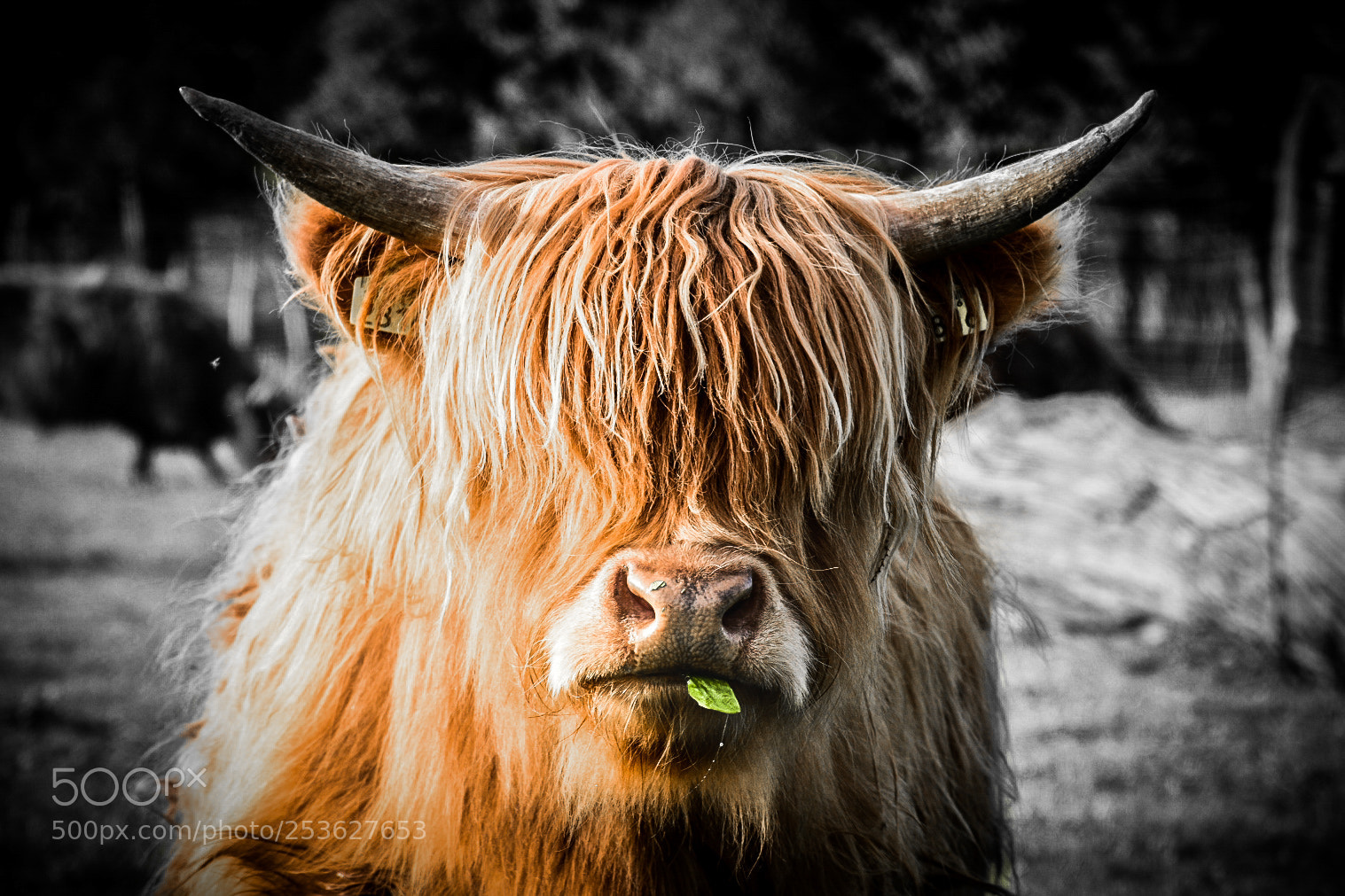Nikon D5600 sample photo. Scottish highland cattle photography