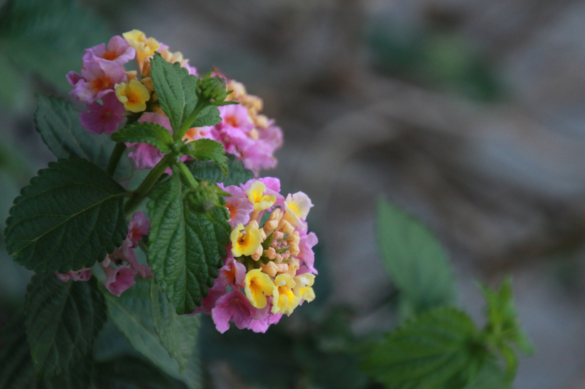 Canon EOS 100D (EOS Rebel SL1 / EOS Kiss X7) sample photo. Heaven photography