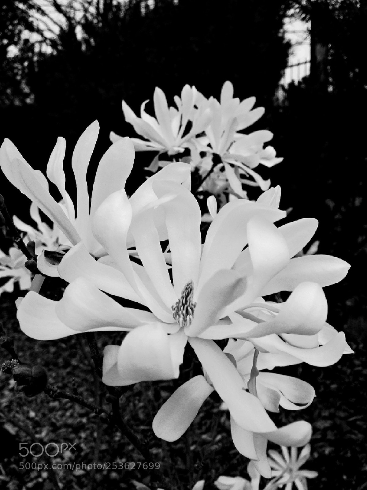 Apple iPhone 5c sample photo. Untitled photography