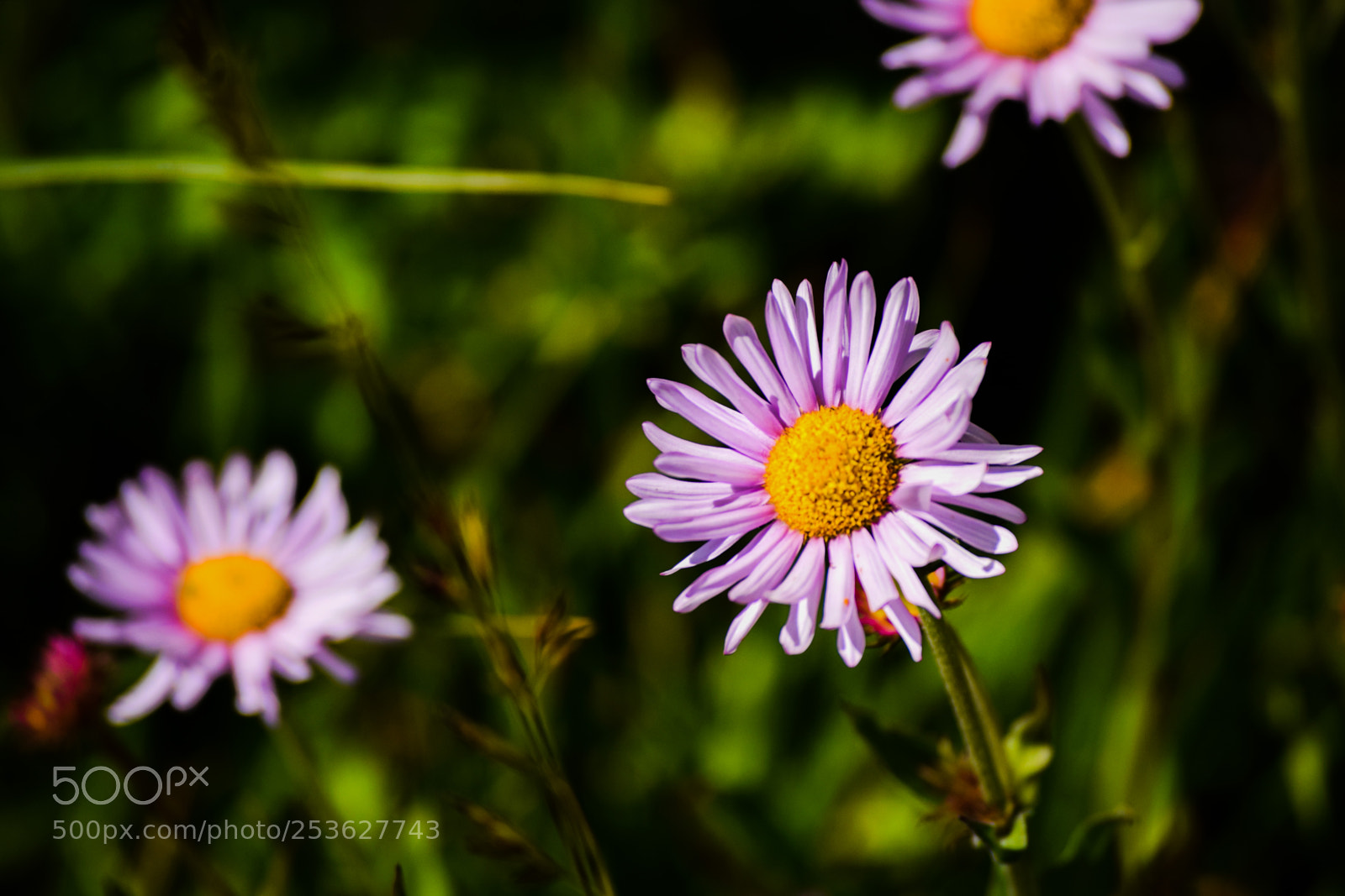 Nikon D3300 sample photo. Flowers photography