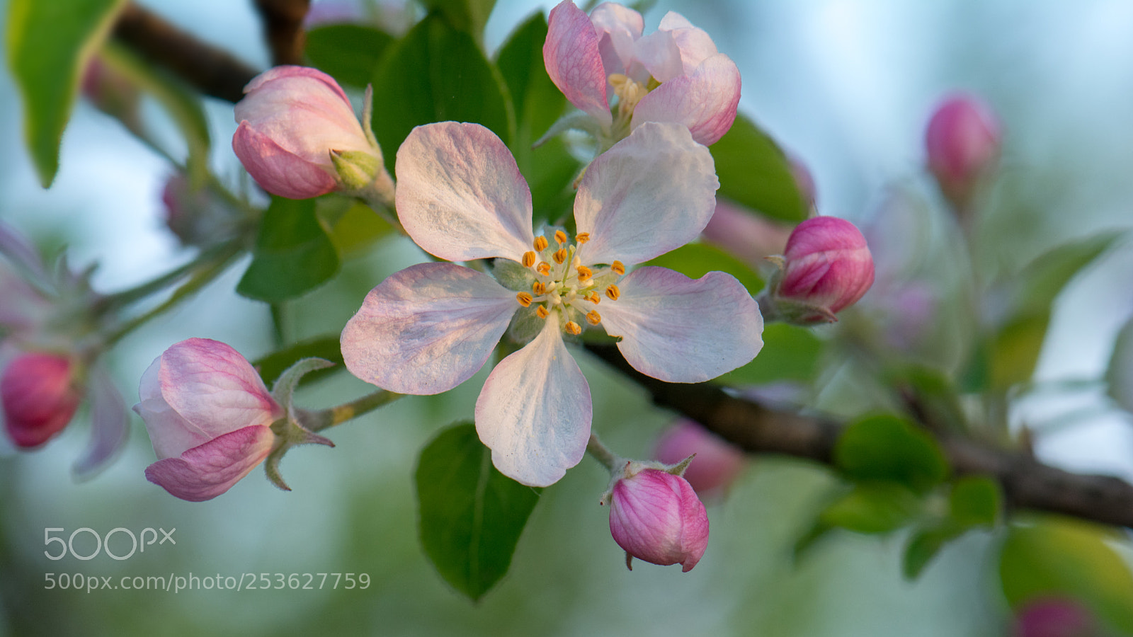 Nikon D7100 sample photo. ****** photography