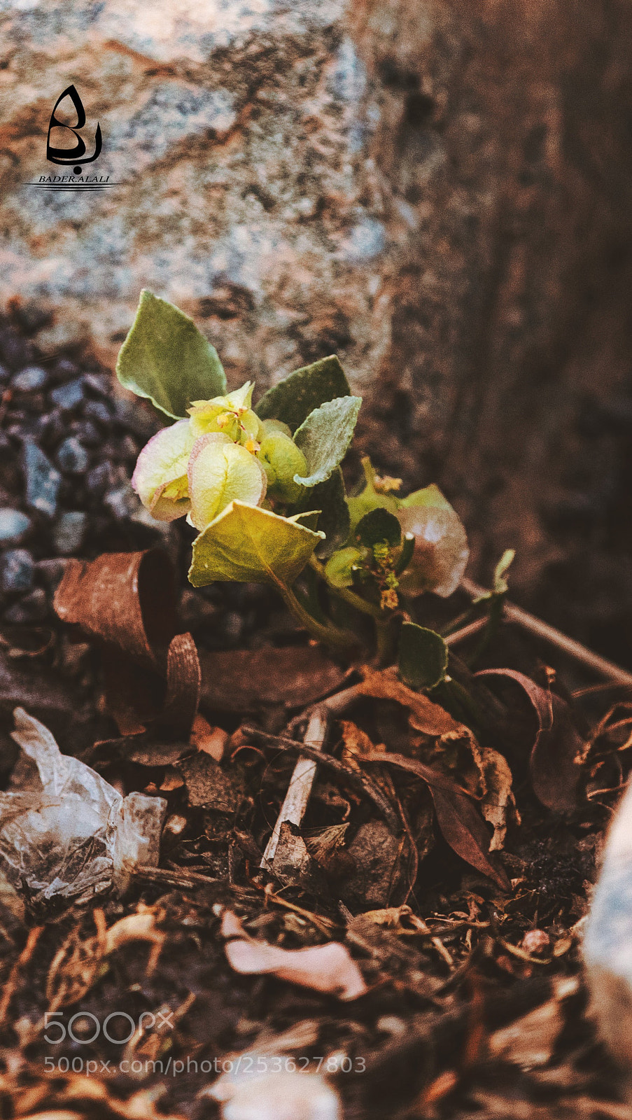 Canon EOS 5DS R sample photo. Untitled photography