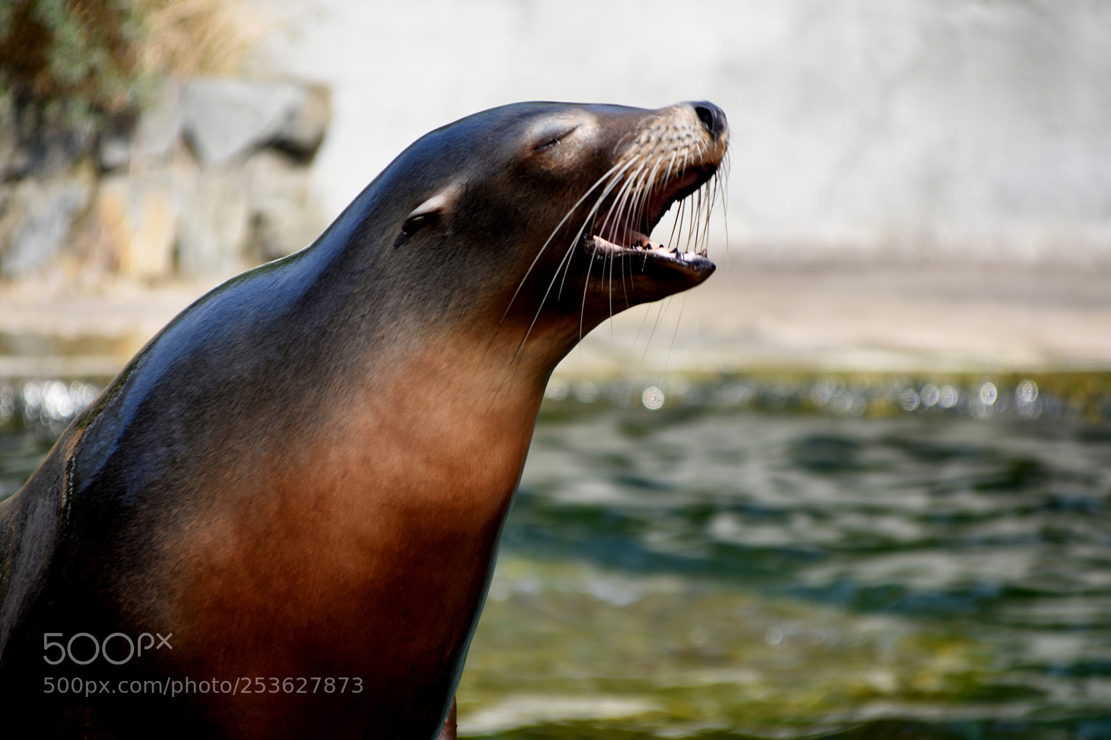 Nikon D3400 sample photo. Zoo colection #5 photography