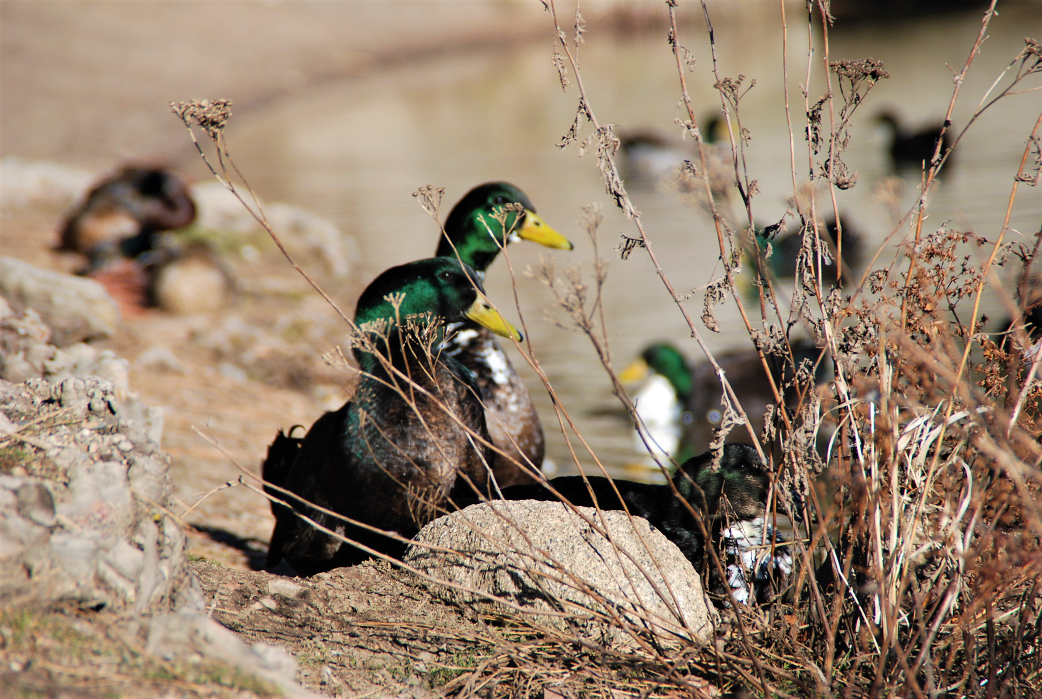 Nikon D80 sample photo. Defrostingmallards photography