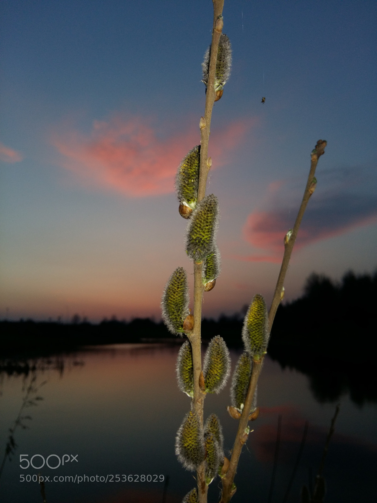 Samsung Galaxy A5 sample photo. Untitled photography