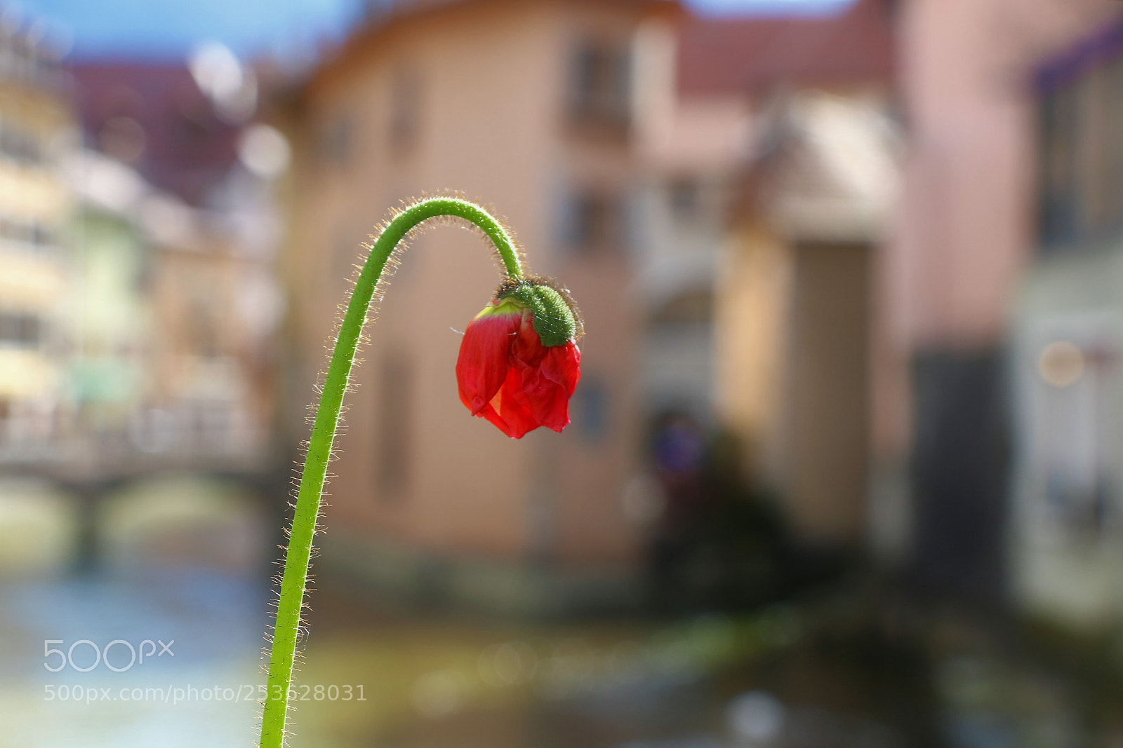 Canon EOS 70D sample photo. Flowers will bloom photography