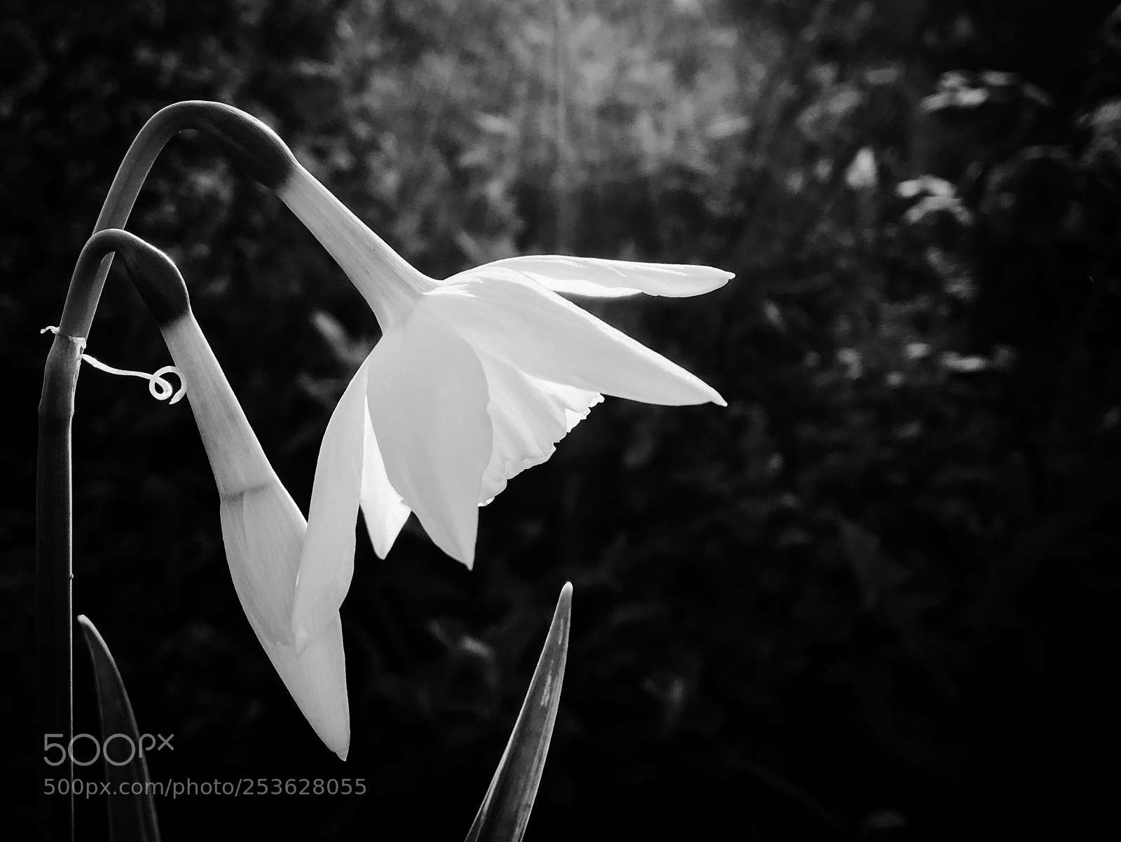 Apple iPhone 6s sample photo. White daffs photography