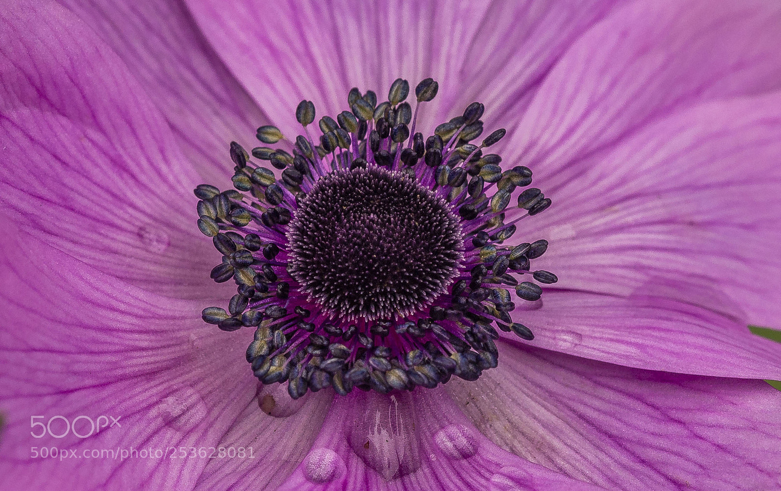 Canon EOS 700D (EOS Rebel T5i / EOS Kiss X7i) sample photo. Anemone photography