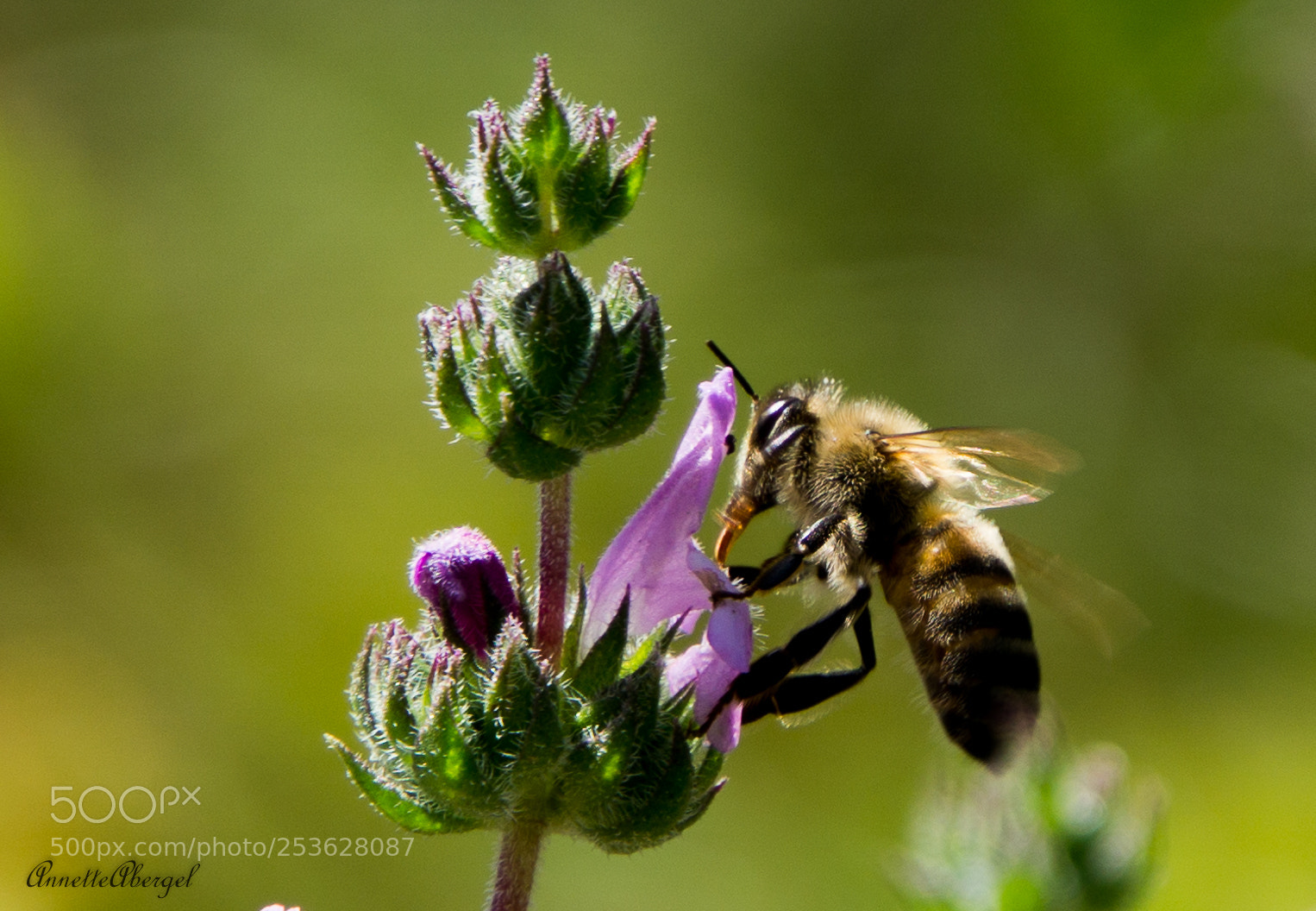 Sony a6000 sample photo. Feasting on nectar photography
