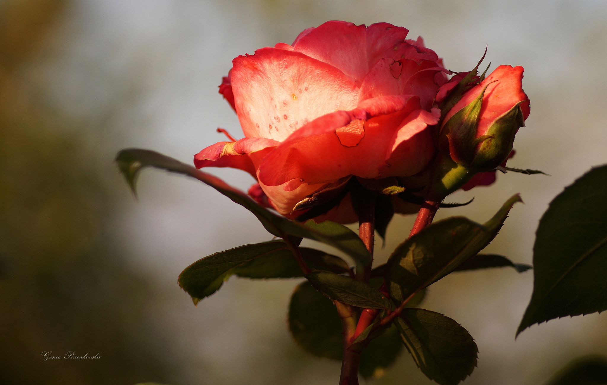 Sony DT 55-200mm F4-5.6 SAM sample photo. Rose photography