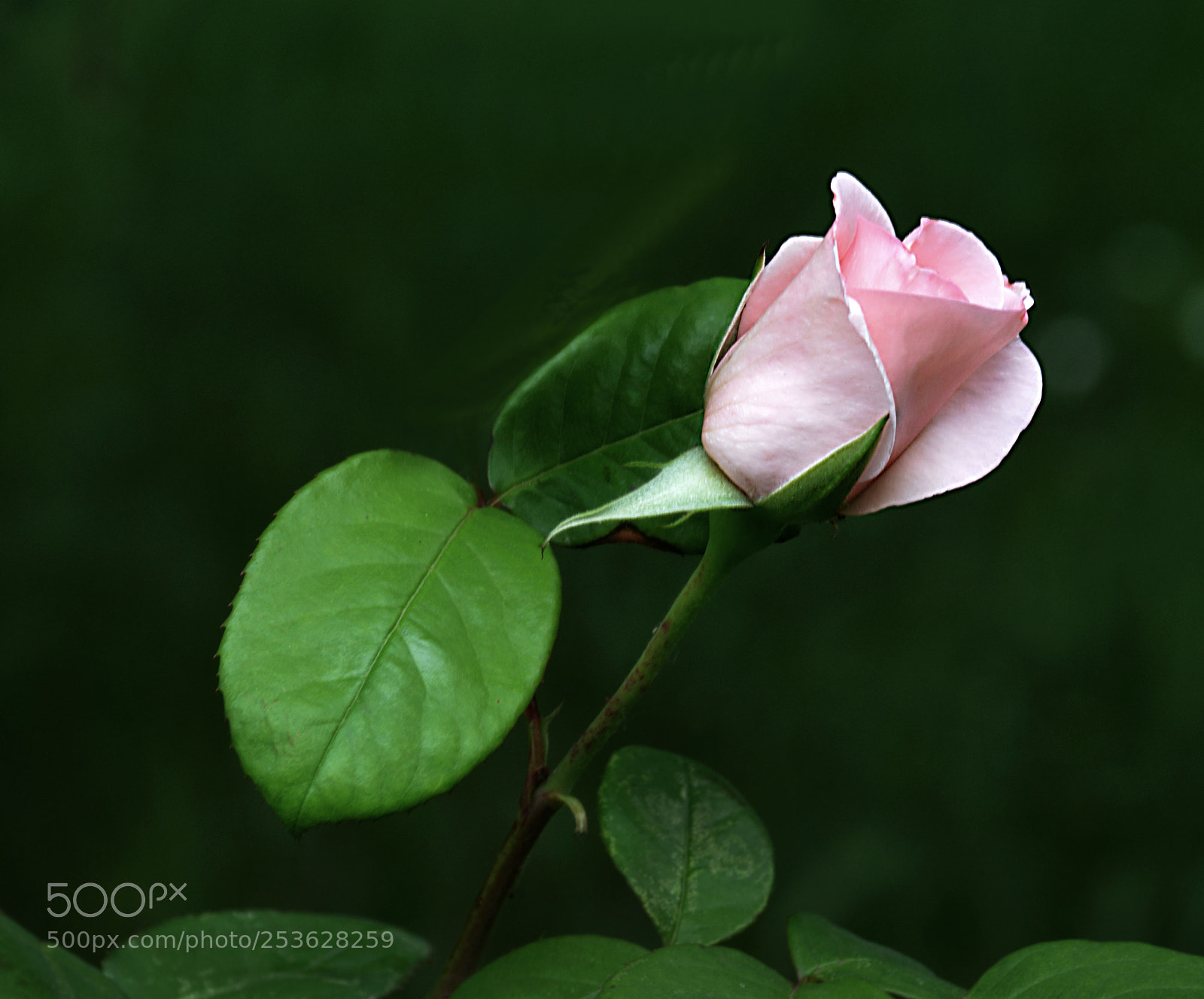 Nikon D5200 sample photo. Rose from garden photography