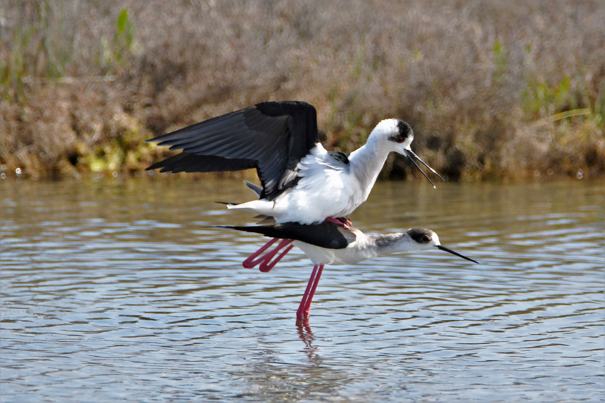 Nikon D7500 sample photo. Dirty dancing photography