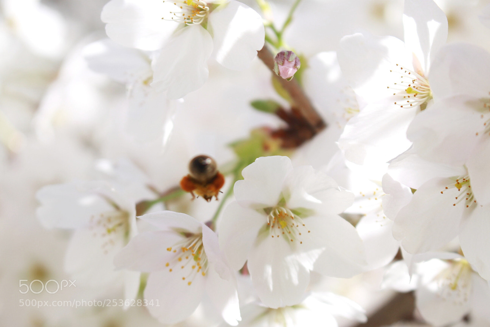Canon EOS 700D (EOS Rebel T5i / EOS Kiss X7i) sample photo. Untitled photography