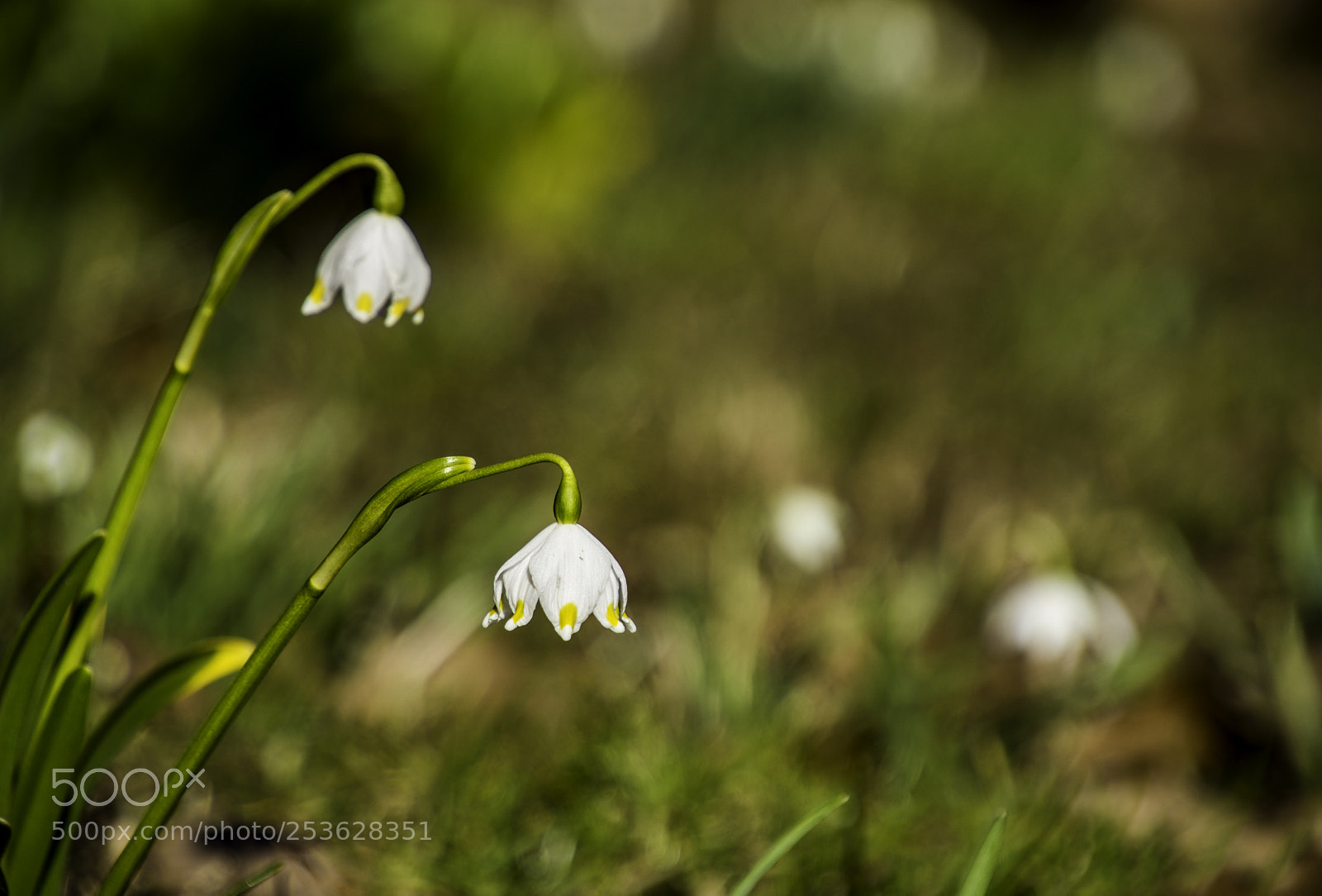 Nikon D7200 sample photo. Spring has arrived... photography