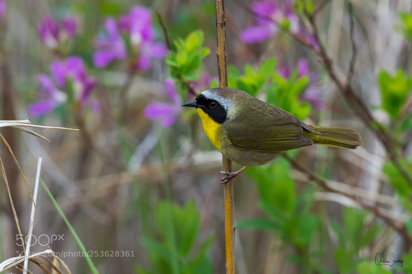 Nikon D4 sample photo. Common yellowthroat photography
