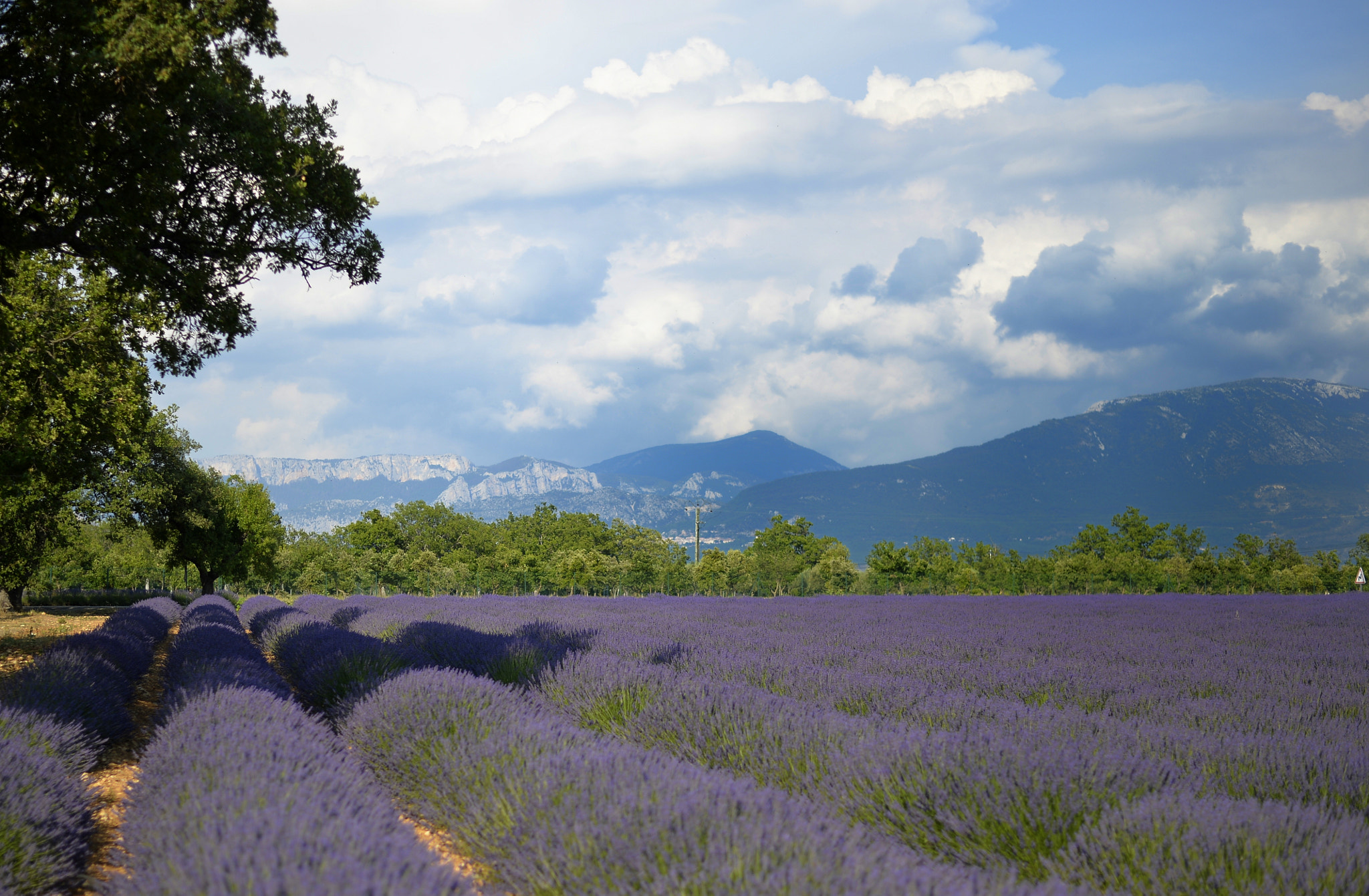 Nikon Df + Nikon AF-S Nikkor 50mm F1.8G sample photo. Lavender field 3 photography