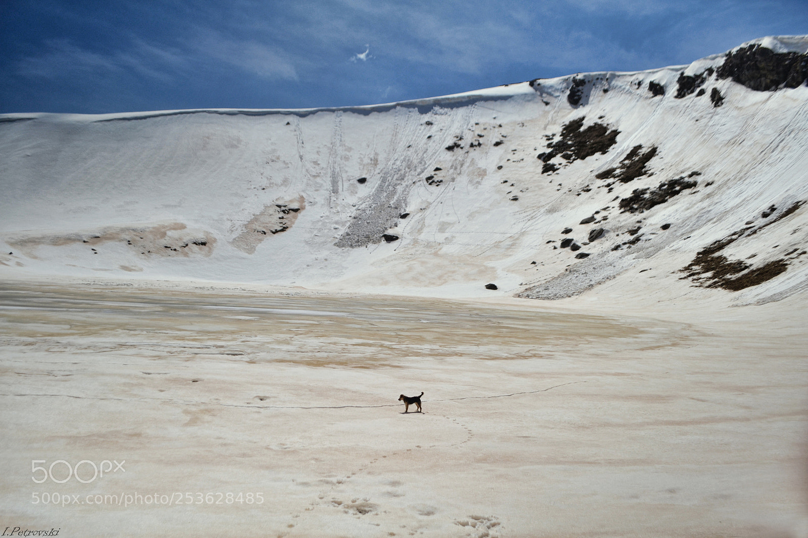 Nikon D3100 sample photo. Dog on frozen lake photography