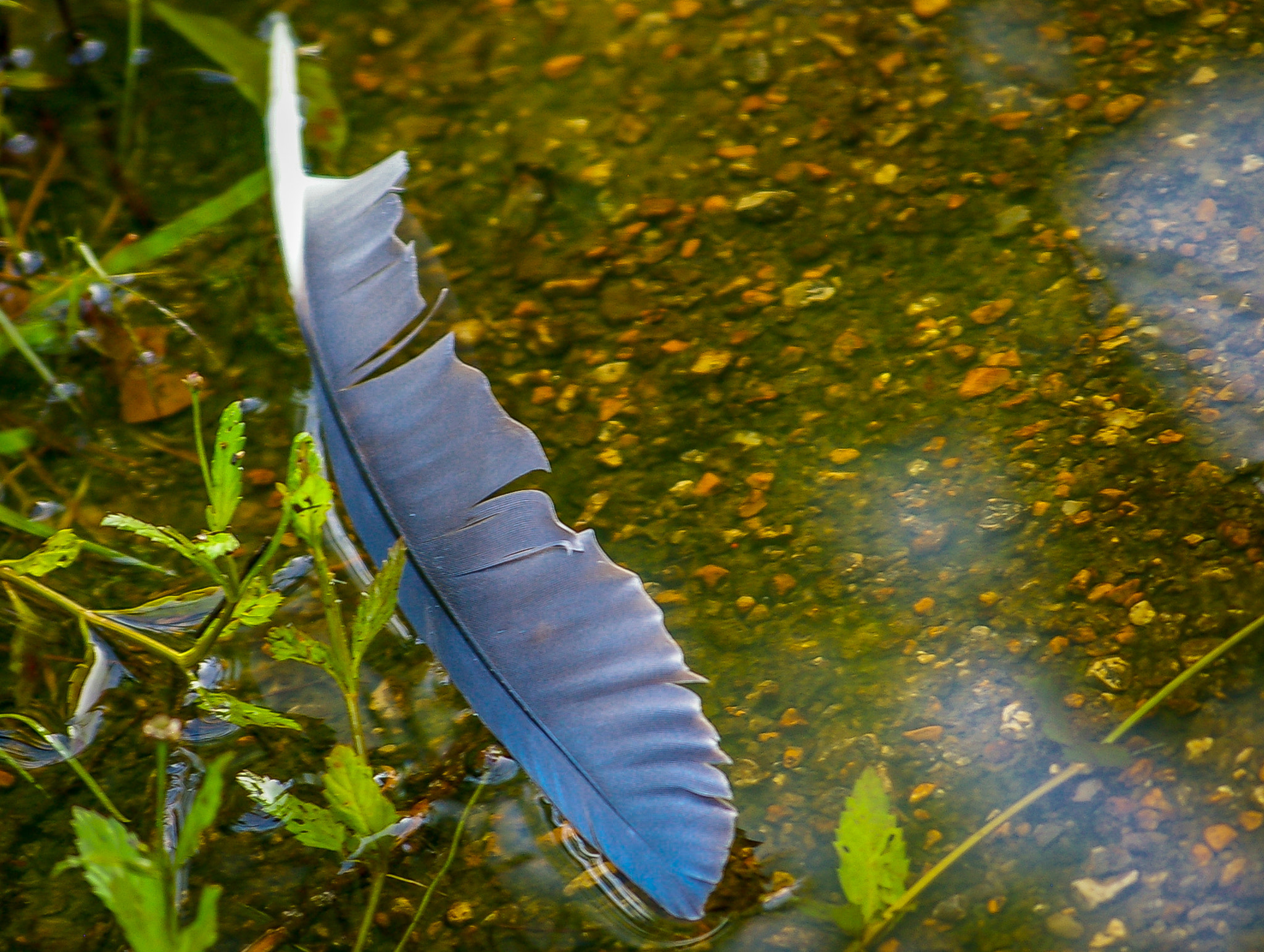 Pentax K100D sample photo. Floating feather photography