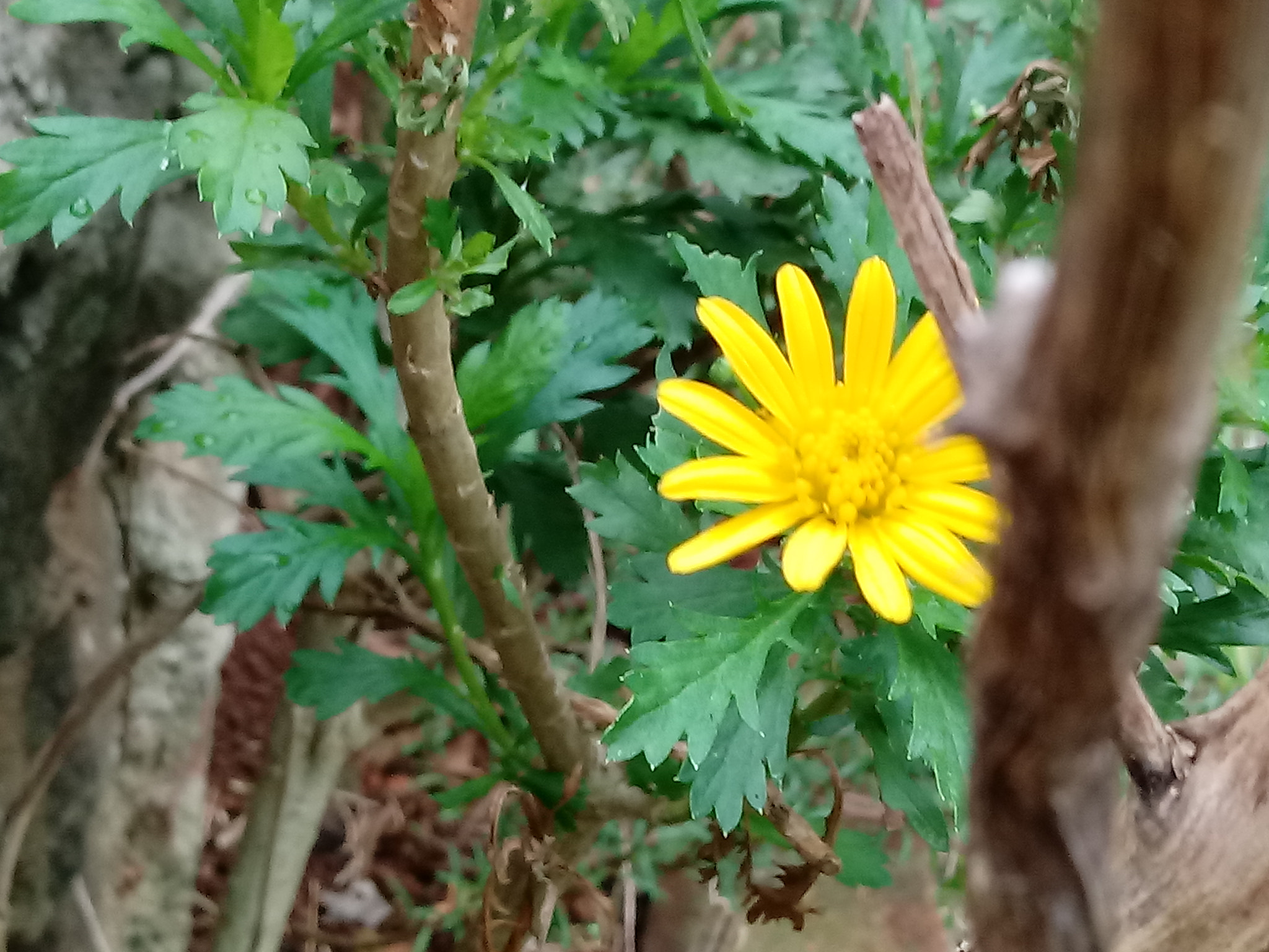 LG K10 (2017) sample photo